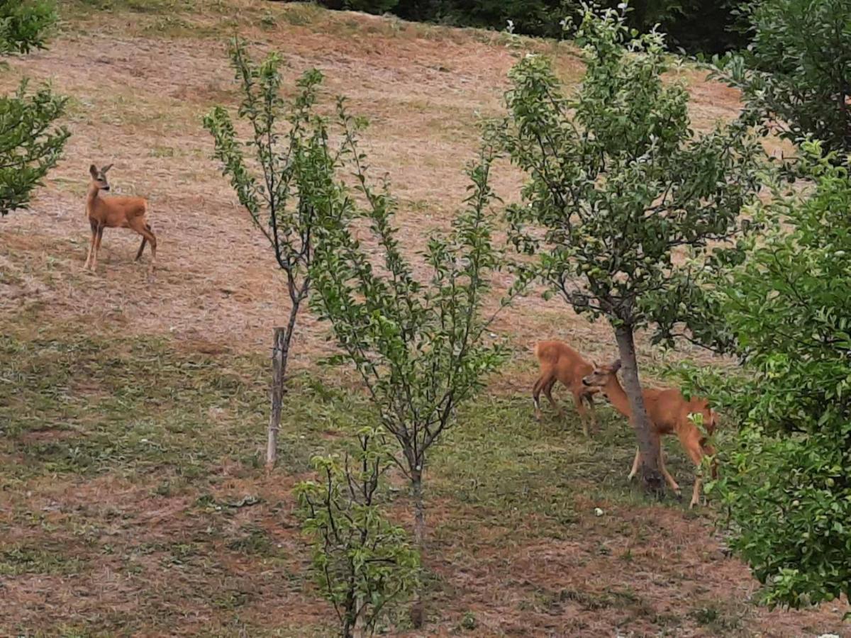 Guesthouse Loncar Plitvička Jezera Exteriör bild